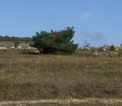 Прикрепленное изображение: DSCF5776.jpg